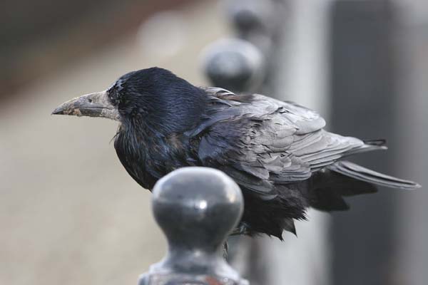 Rook � 2005  F. S. Simpson