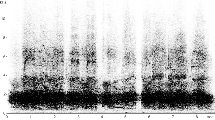 Sonogram of Rook vocalisations