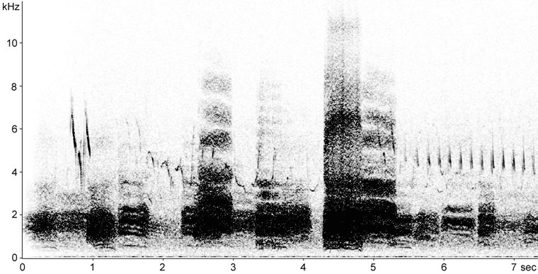 Sonogram of Rook vocalisations