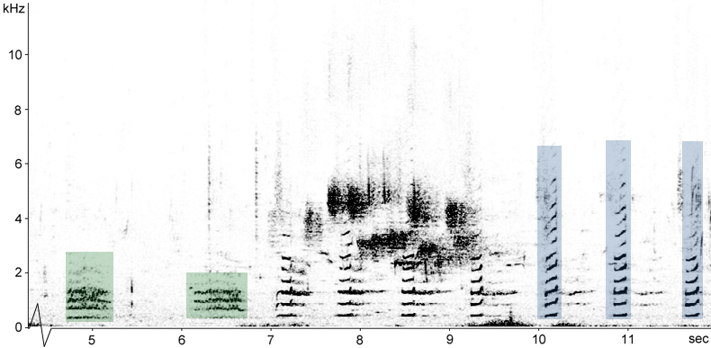 Sonogram of Ruddy Shelduck calls in flight