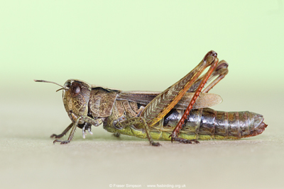 Rufous Grasshopper/White-clubbed Grasshopper (Gomphocerippus rufus)  Fraser Simpson