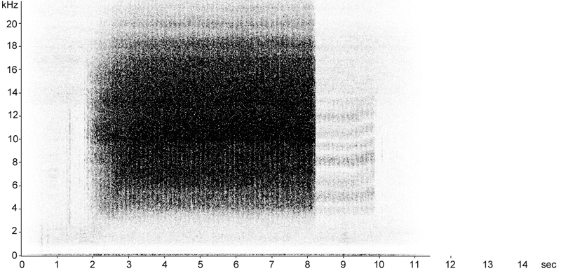 Sonogram of Rufous Grasshopper calling song/stridulation