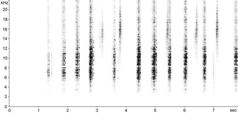 Sonogram of Rufous Grasshopper courtship song/stridulation