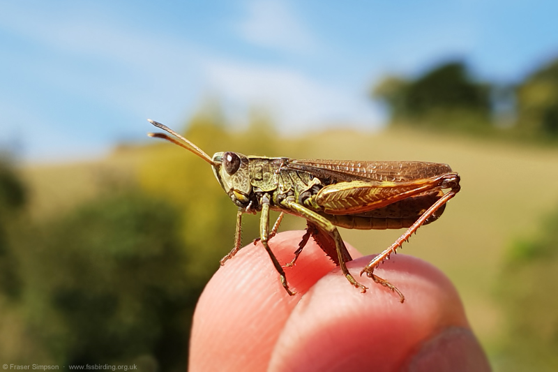 Rufous Grasshopper/White-clubbed Grasshopper (Gomphocerippus rufus)  Fraser Simpson