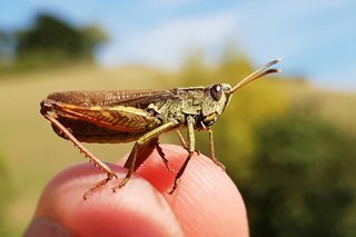 Rufous Grasshopper/White-clubbed Grasshopper (Gomphocerippus rufus)  Fraser Simpson