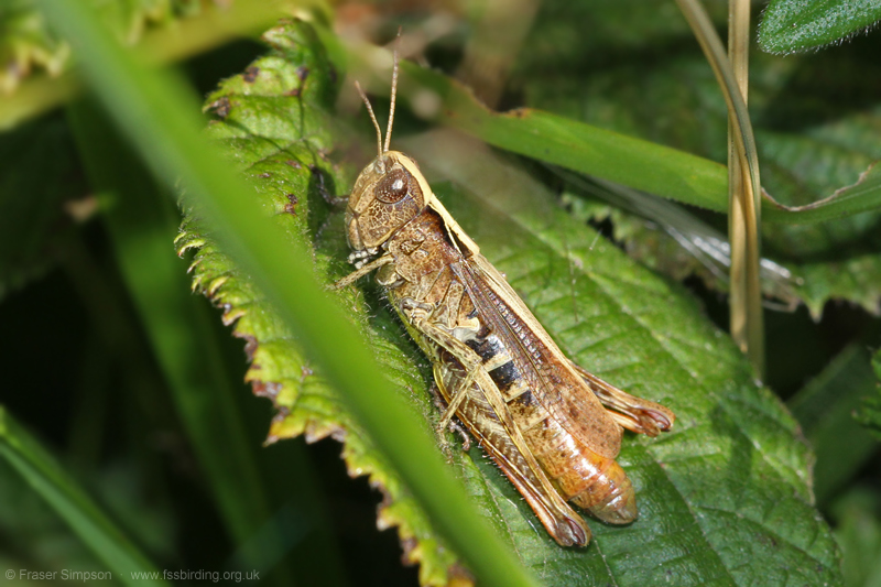 Rufous Grasshopper/White-clubbed Grasshopper (Gomphocerippus rufus)  Fraser Simpson