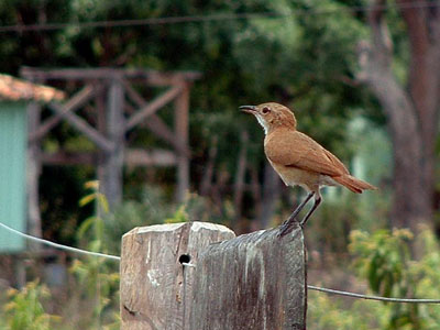 Rufous Hornero