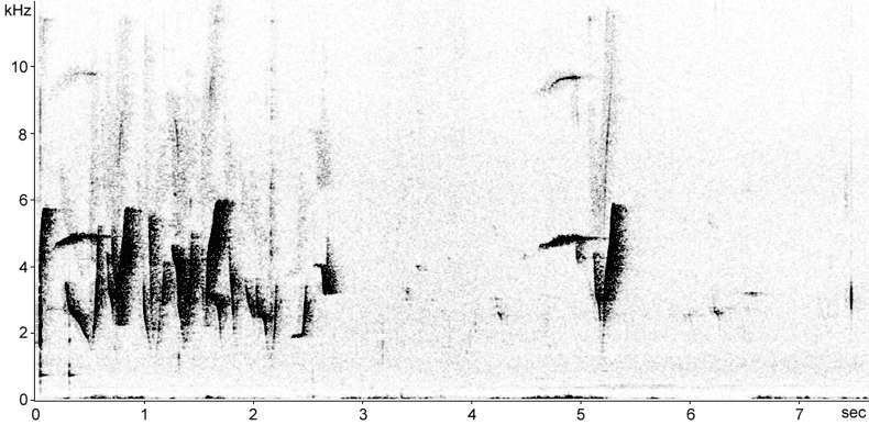 Sonogram of Rufous Whistler song