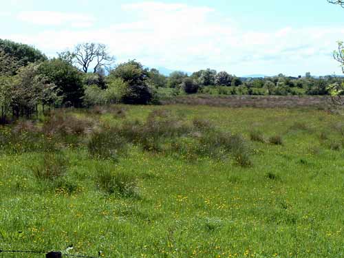 Point 2. Juncus rush marsh: Reed Bunting, Sedge Warbler, Grasshopper Warbler, Yellowhammer & Snipe. (Knockentiber-Springside disused railway line) © Fraser Simpson