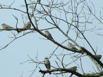 Sand-coloured Nighthawk