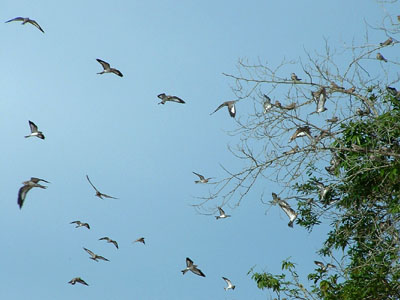 Sand-coloured Nighthawk