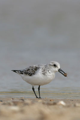 Sanderling 2006 Fraser Simpson