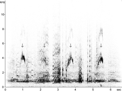 Sonogram of juvenile Sandhill Crane calls