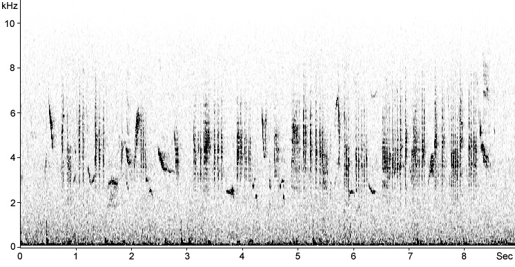 Sonogram of Sardinian Warbler, Sylvia melanocephala  2009 Fraser Simpson