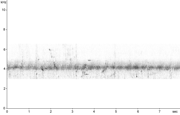 Sonogram of Savi's Warbler song