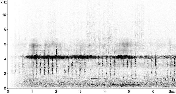 Sonogram of Savi's Warbler song