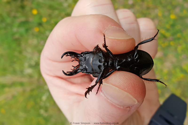Scarites sp., Atlanterra, Spain  Fraser Simpson