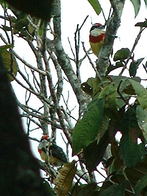 Scarlet-banded Barbet (Capito wallacei)  2005 Fraser Simpson