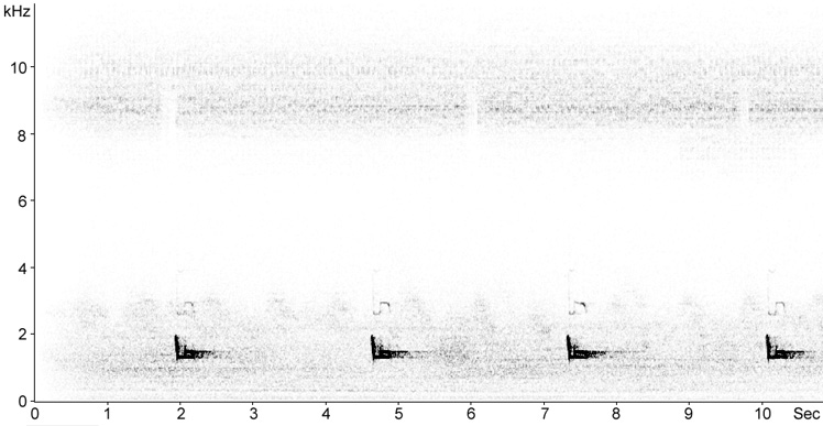 Sonogram of Eurasian Scops Owl duetting song
