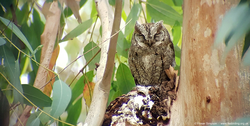 Eurasian Scops Owl (Otus scops)  Fraser Simpson    www.fssbirding.org.uk