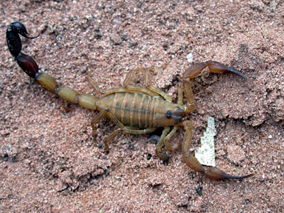 Scorpion