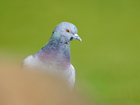 Feral Pigeon