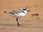 Kentish Plover