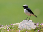 Seebohm's Wheatear