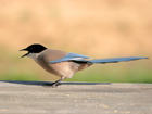 Azure-winged Magpie