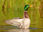 Mallard