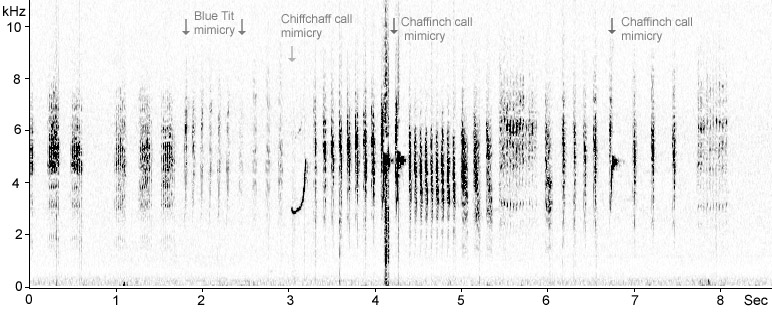 Sonogram of Sedge Warbler