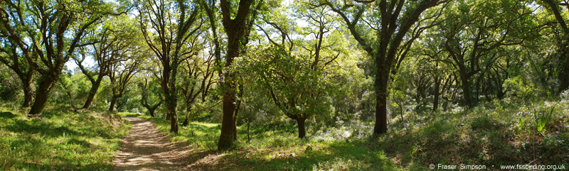 Sendero Canuto de Risco Blanco  Fraser Simpson