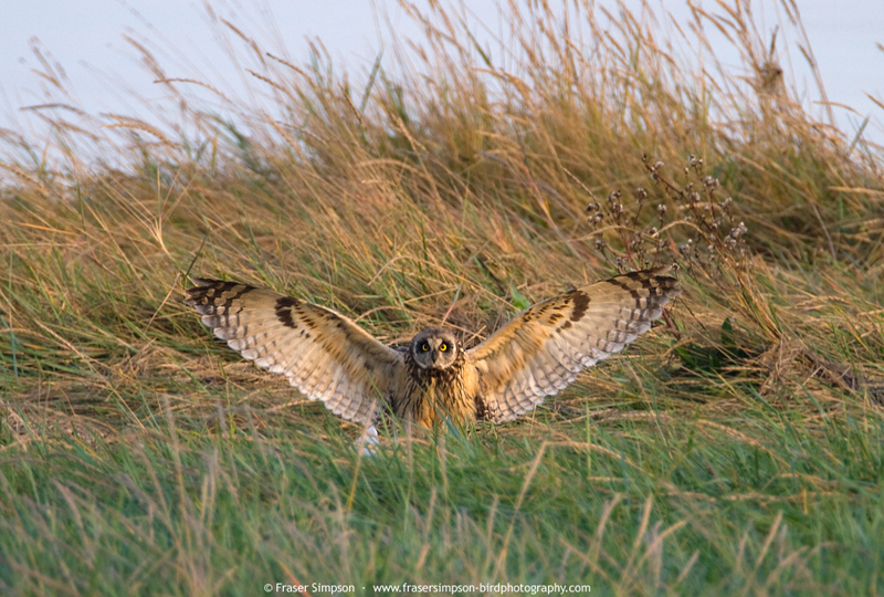 Short-eared Owl, Rainham Marshes  Fraser Simpson 2015