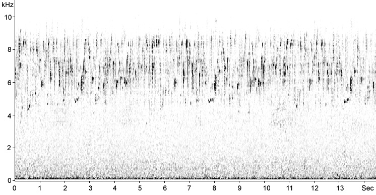 Sonogram of Serin song