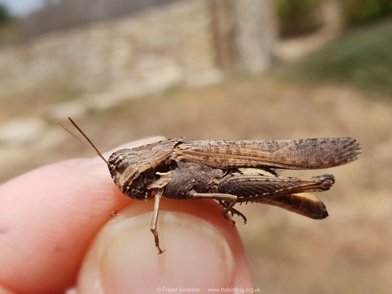 Shady Grasshopper (Morphacris fasciata) © Fraser Simpson