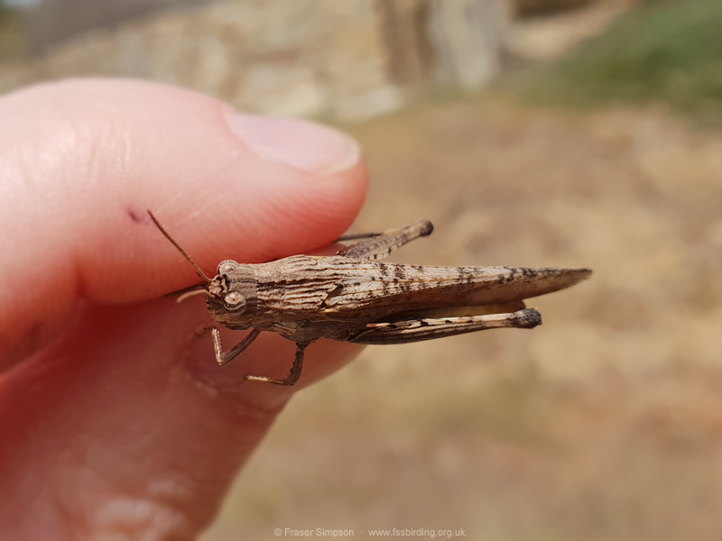 Shady Grasshopper (Morphacris fasciata) © Fraser Simpson