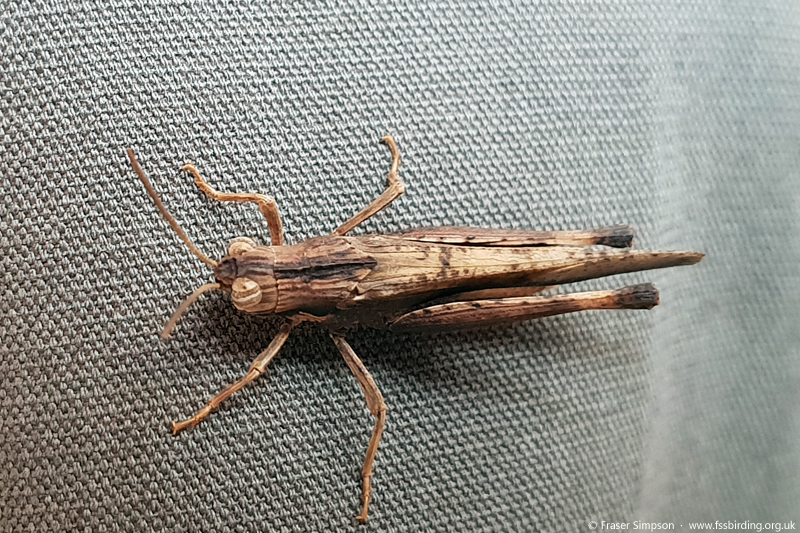 Shady Grasshopper (Morphacris fasciata)  Fraser Simpson