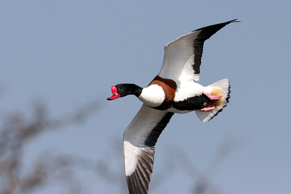 Shelduck 2006 Fraser Simpson