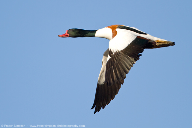 Shelduck in the Docklands, London  Fraser Simpson