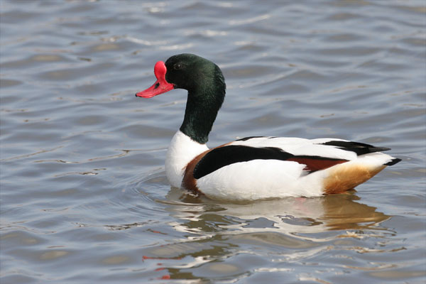 Shelduck 2006 Fraser Simpson