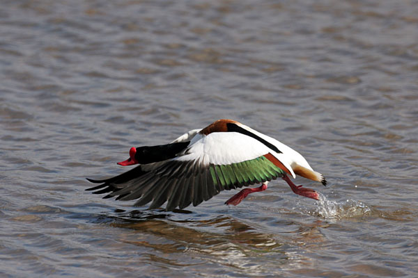 Shelduck 2006 Fraser Simpson