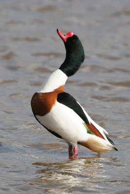Shelduck 2006 Fraser Simpson