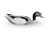 Shelduck (Tadorna tadorna)  Fraser Simpson