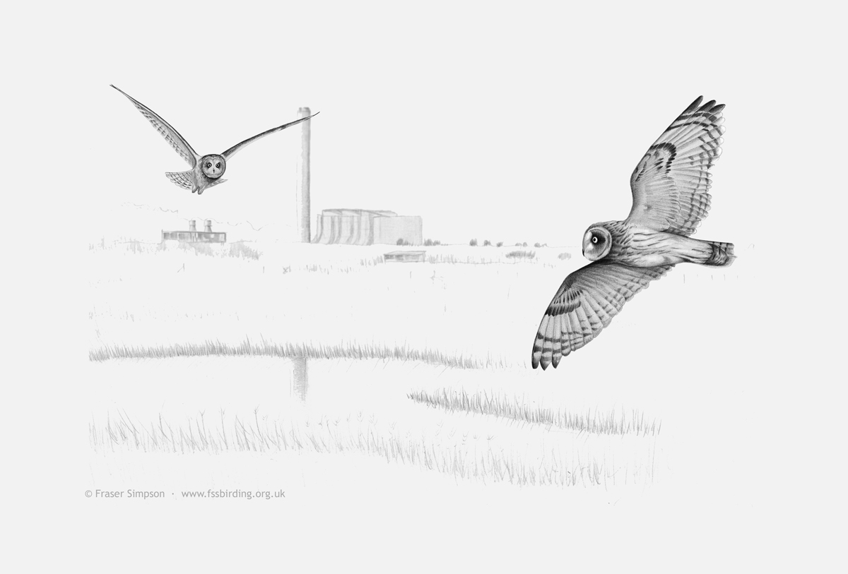 Short-eared Owls at RSPB Rainham Marshes drawing © Fraser Simpson
