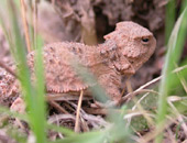 Short-horned Lizard