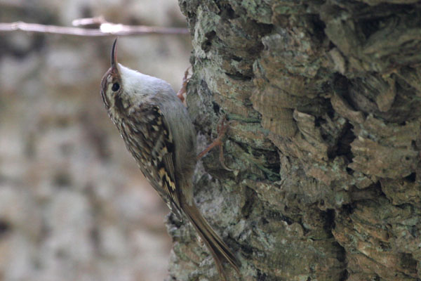 Short-toed Treecreeper 2006 Fraser Simpson