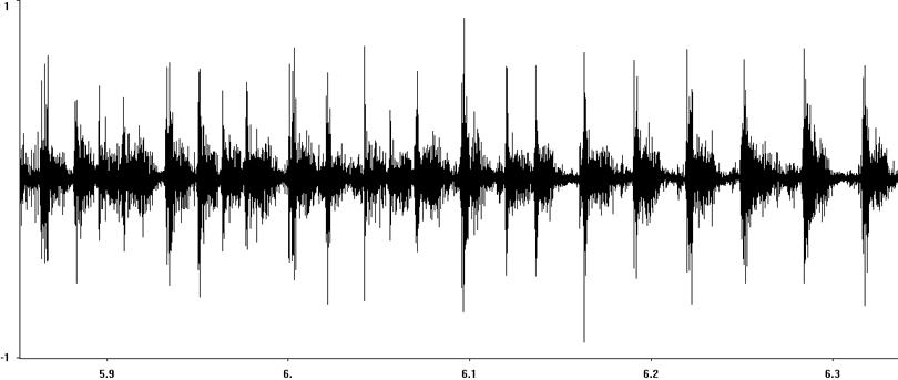Oscillogram of Short-winged Cone-head stridulation