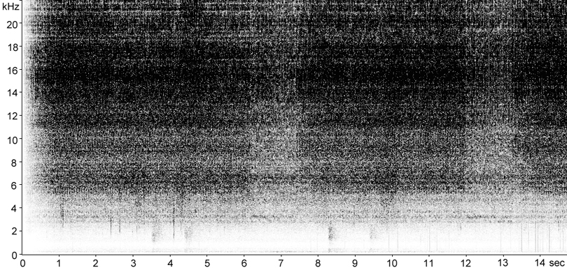 Sonogram of Short-winged Cone-head stridulation