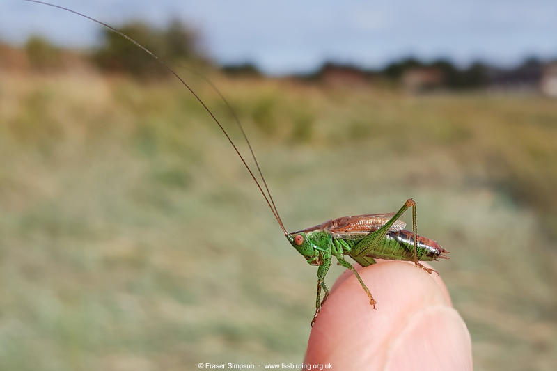 Short-winged Conehead (Conocephalus dorsalis)  Fraser Simpson