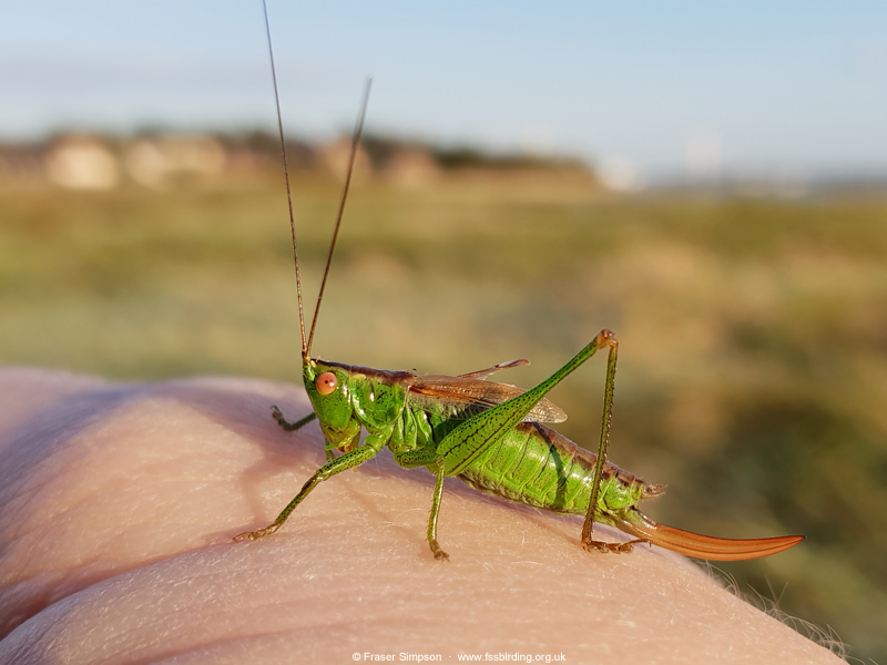 Short-winged Conehead (Conocephalus dorsalis)  Fraser Simpson